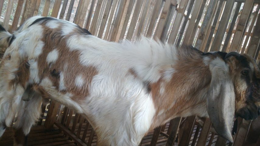 QURBAN DAN PENGORBANAN KAPAN DI TUNAIKAN ? IDUL ADHA 1445H / 2024 M (H-8)