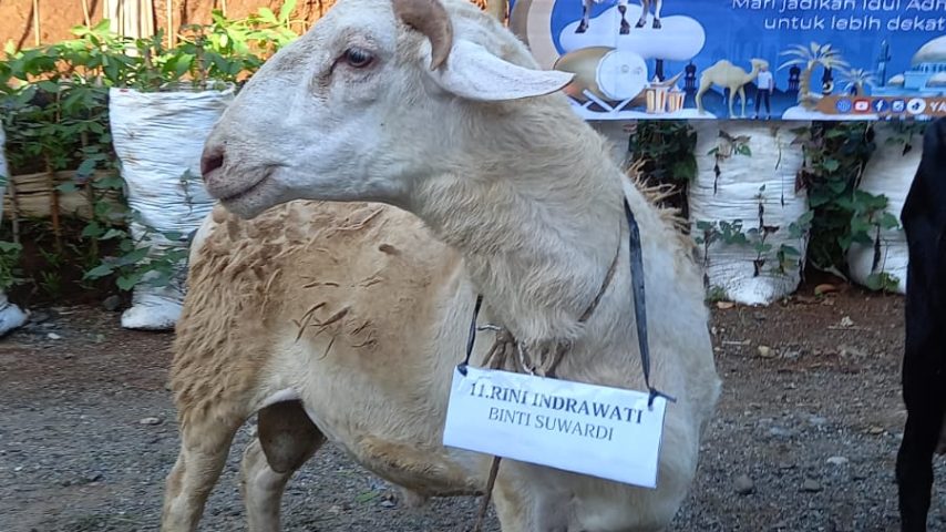 Semangat 13 Shohibul Qurban, Istana Yatim At-taslim Yasin Terpadu, Di Iringi Gema Ta’bir, Penuh Edukasi dan Do’a.